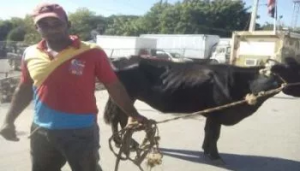 Vacas robadas por haitianos.