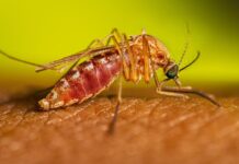 VIRUS DEL NILO OCCIDENTAL: NUEVA ALERTA EN FLORIDA