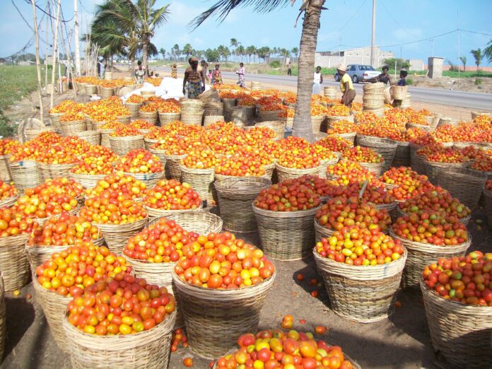 Cosecha de tomates. Fotografía de una cosecha de tomates en África. Fotografía cortesía de Mathews Paret, UF/IFAS.